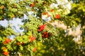 Ripe red Rowan berries on branches with leaves in Septembe Royalty Free Stock Photo