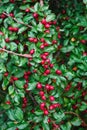 Ripe red shiny berries cotoneaster