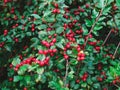 ripe red shiny berries cotoneaster