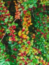 Ripe red shiny berries cotoneaster