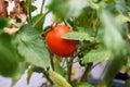 A ripe red, shiny, fresh, juicy tomato on a branch of a tomato plant behind lush leaves. Royalty Free Stock Photo