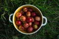 Ripe red small apples in a plate