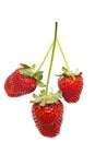 Ripe red strawberries Royalty Free Stock Photo