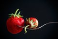 Ripe red strawberries Royalty Free Stock Photo