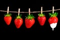 Ripe red strawberries with a drop of cream or yogurt hanging on a rope with clothespins on a black isolated background Royalty Free Stock Photo
