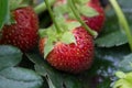 Ripe red strawberries in the garden close-up Royalty Free Stock Photo