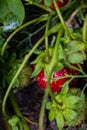 Ripe red strawberries in the garden close-up Royalty Free Stock Photo