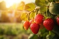 Ripe red strawberries growing on a branch in the field at sunset, A branch with natural strawberries on a blurred background of a Royalty Free Stock Photo