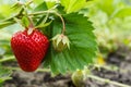 Ripe red strawberries are growing in the garden bed. Bright green foliage. Berries and fruits. Gardening, plantations and farms. S