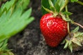 Ripe red strawberries are growing in the garden bed. Bright green foliage. Berries and fruits. Gardening, plantations and farms. S