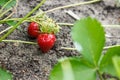 Ripe red strawberries are growing in the garden bed. Bright green foliage. Berries and fruits. Gardening, plantations and farms. S