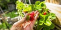 Ripe red strawberries grown in the aquaponics