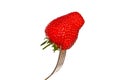 Strawberries Royalty Free Stock Photo