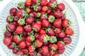 Ripe red strawberries in white colander.