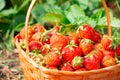 Ripe red strawberries in a wicker basket on a garden bed in a garden close-up Royalty Free Stock Photo