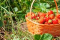Ripe red strawberries in a wicker basket stands on a bed against a background of green grass. Close-up. The concept of summer and Royalty Free Stock Photo