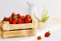 Ripe red strawberries in wooden box, white ceramic jug and beige cup with plant branches on white background. Close-up. Selective Royalty Free Stock Photo