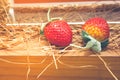 Ripe red strawberries on wooden table and straw with sunlight. Royalty Free Stock Photo
