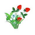 Ripe red strawberry isolated on a white background, . Bush with strawberries, flowers and green leaves