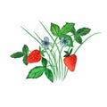 Ripe red strawberry isolated on a white background, . Bush with strawberries, flowers and green leaves. Royalty Free Stock Photo