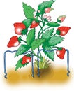 Ripe red strawberry plant Royalty Free Stock Photo