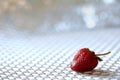 The red strawberry is a juicy and the most sumptuous fruit with a lot of vitamins. Royalty Free Stock Photo