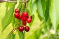 Ripe red sweet cherry berries ripened on branchthe garden in spring and summer on leaves background. Copy space Royalty Free Stock Photo