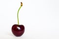 Ripe red sweet cherry, close-up on a white background, isolate Royalty Free Stock Photo