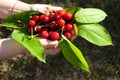 Ripe red sweet cherry leaves in female hands, on the background of green grass lawn, brown soil Royalty Free Stock Photo
