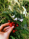Ripe red sweet cherry lies on the green grass and one berry is in the hand. 3