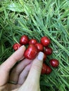 Ripe red sweet cherry lies on the green grass and one berry is in the hand 4