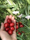 A ripe red sweet cherry lies on the green grass and there are some berries in the hand Royalty Free Stock Photo