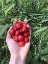 Ripe red sweet cherry lies on a hand against a background of a green grass.2