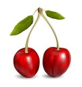 Ripe red sweet cherry pair with stem and leaves realistic vector illustration