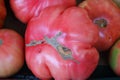 Ripe red and tasty tomatoes grown on a bed in a village