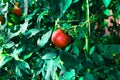 Ripe red tomato on a background of juicy foliage