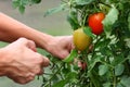 Ripe red tomato on a branch and hands. tomatoes grown in a greenhouse. Gardening tomato photograph with copy space Royalty Free Stock Photo