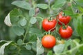 Ripe red tomato on a branch. tomatoes grown in a greenhouse. Gardening tomato photograph with copy space Royalty Free Stock Photo