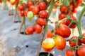 Ripe red tomato growing on branch in field Royalty Free Stock Photo