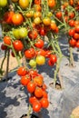 Ripe red tomato growing on branch in field Royalty Free Stock Photo