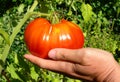 Ripe red tomato