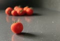 Ripe red tomato kissed by dew