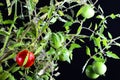 Ripe Red Tomato a midst green leaves black background Royalty Free Stock Photo