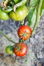 Ripe red tomato plant in garden Royalty Free Stock Photo