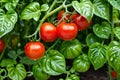 Ripe red tomato with water droplets on green leaf background hanging on vine of tomato plant in garden Royalty Free Stock Photo