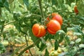 Ripe red tomatoes on a background of green foliage hanging on a tomato tree vine.