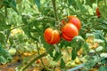 Ripe red tomatoes on a background of green foliage hanging on a tomato tree vine.