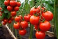 Ripe red tomatoes on a branch in a greenhouse, close-up, Ripe red tomatoes growing on a branch in a greenhouse. Close up, AI Royalty Free Stock Photo