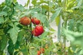 Ripe red tomatoes on a branch in a greenhouse. Growing organic vegetables in the urban garden Royalty Free Stock Photo