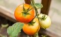 Ripe red tomatoes on a branch in a greenhouse Royalty Free Stock Photo